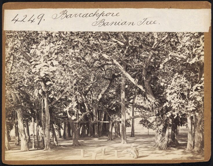 Barrackpore.  Banian Tree top image