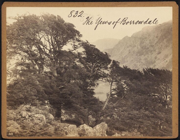 The Yews of Borrowdale top image
