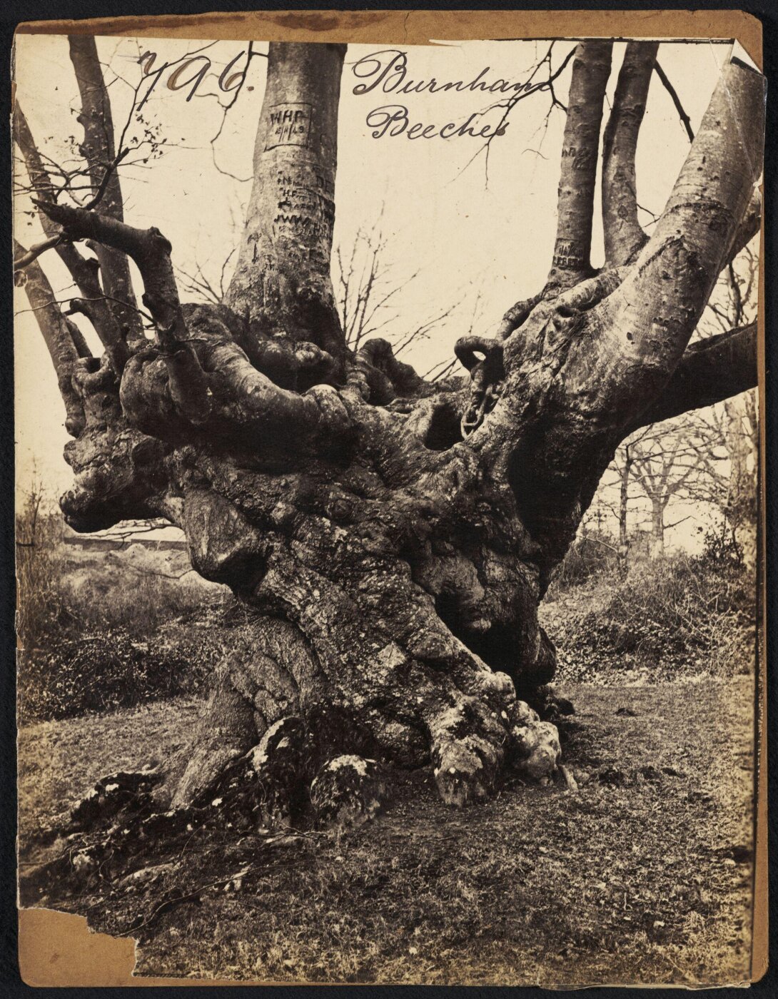 Francis Frith, Burnham Beeches