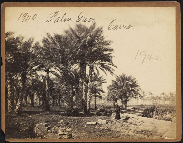 Palm Grove.  Cairo top image