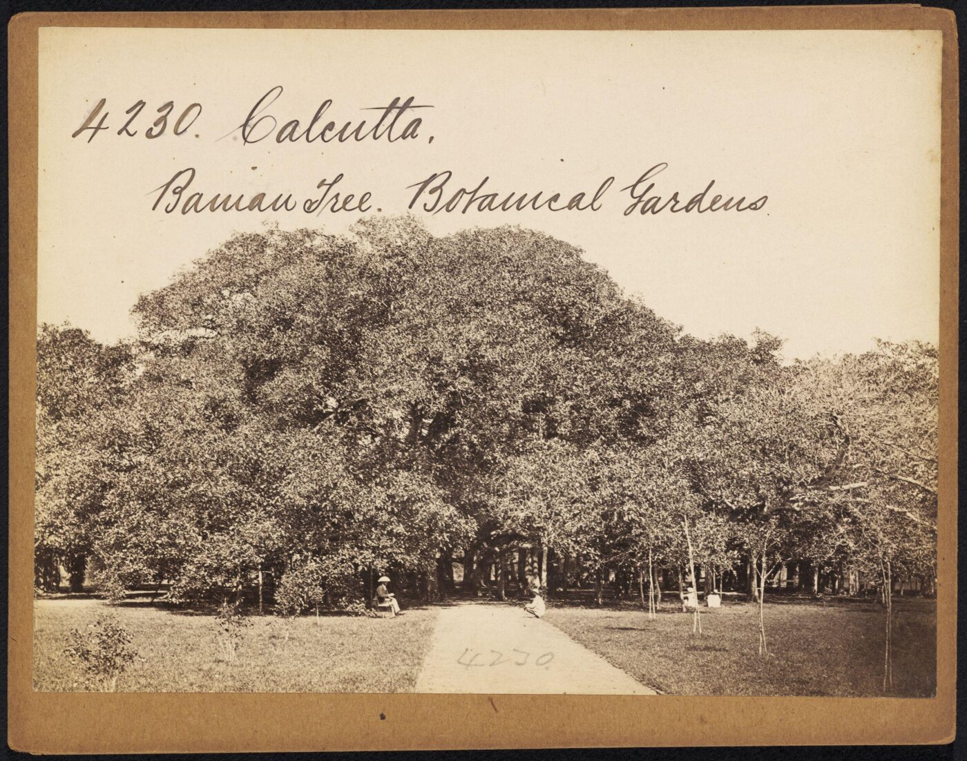 Francis Frith, Calcutta.  Banian Tree.  Botanical Gardens