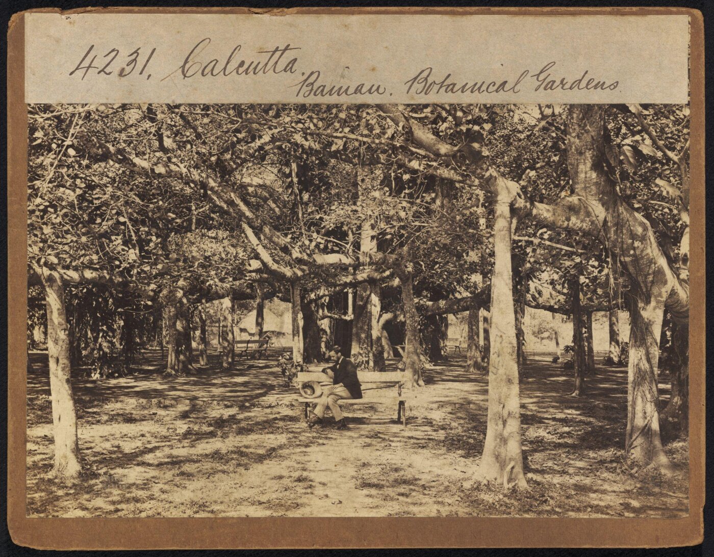 Francis Frith, Calcutta.  Banian.  Botanical Gardens