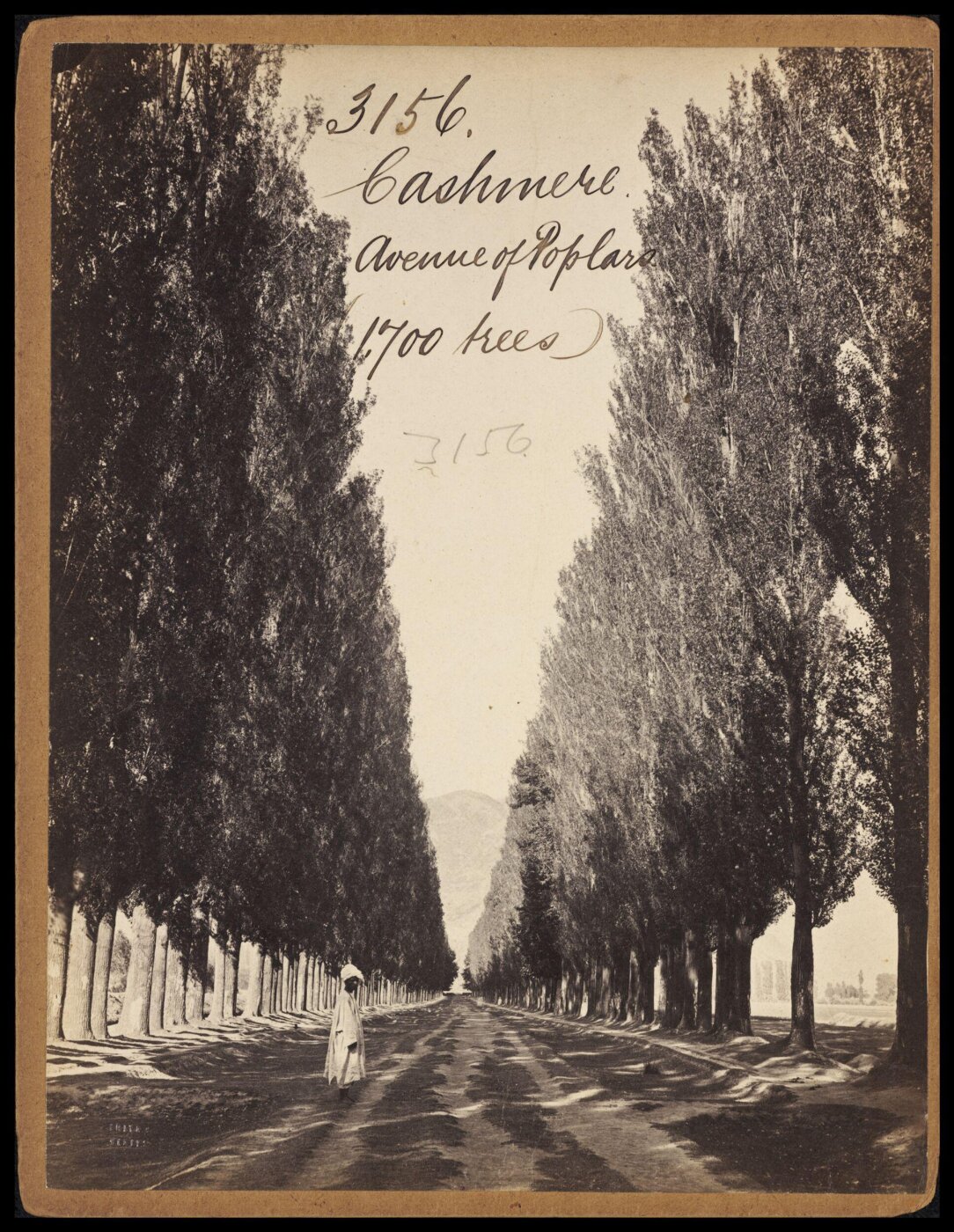 Francis Frith, Cashmere.  Avenue of Poplars (1,700 Trees)