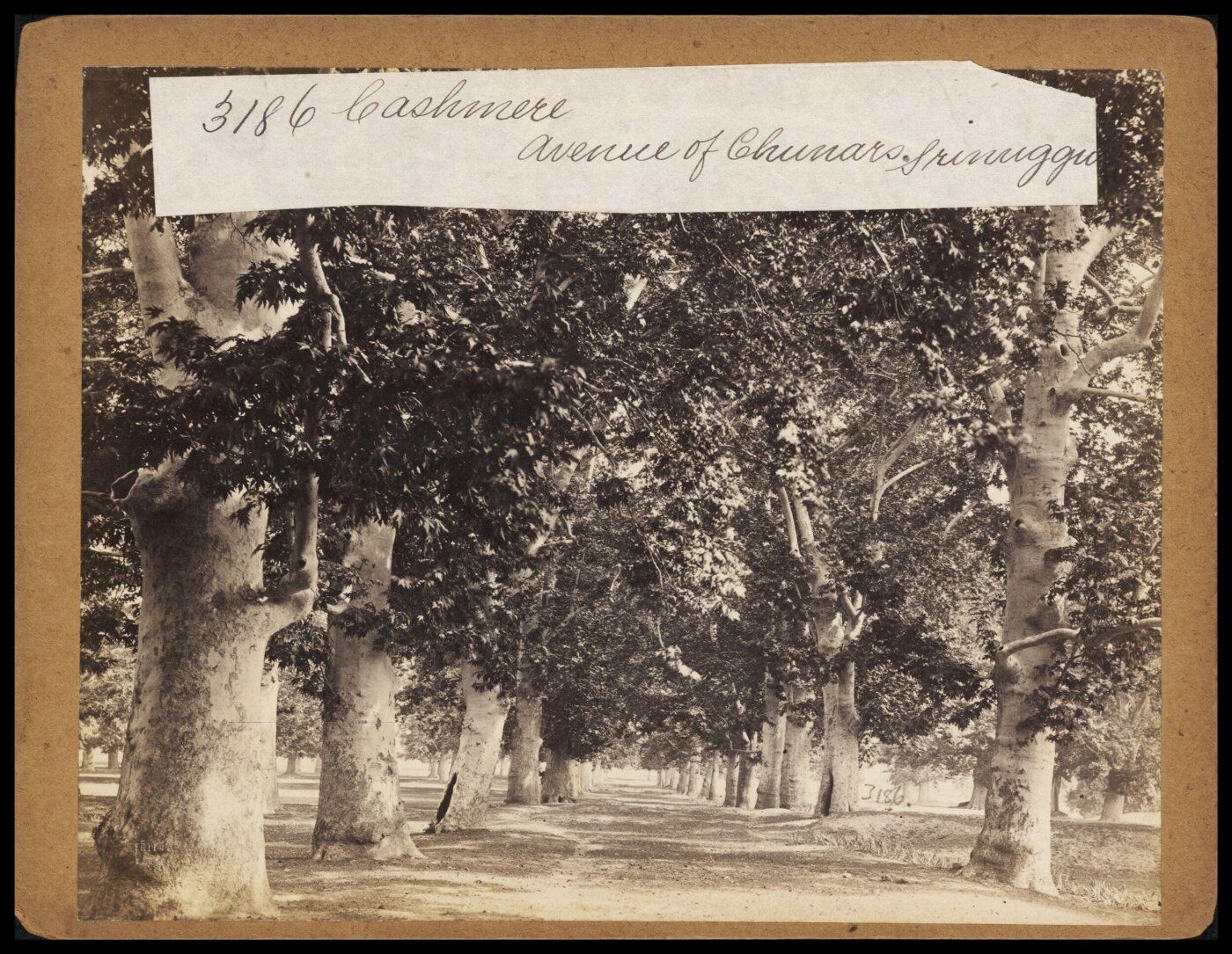 Francis Frith, Cashmere.  Avenue of Chunars.  Srinuggur