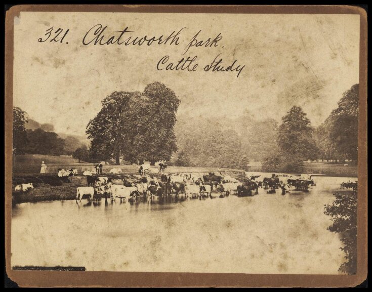 Chatsworth Park.  Cattle Study top image