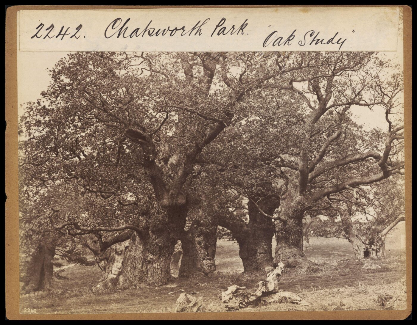 Francis Frith, Chatsworth Park.  "Oak Study"