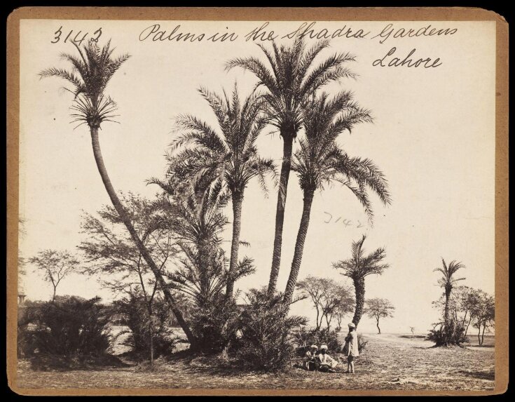 Palms in the Shadra Gardens Lahore top image