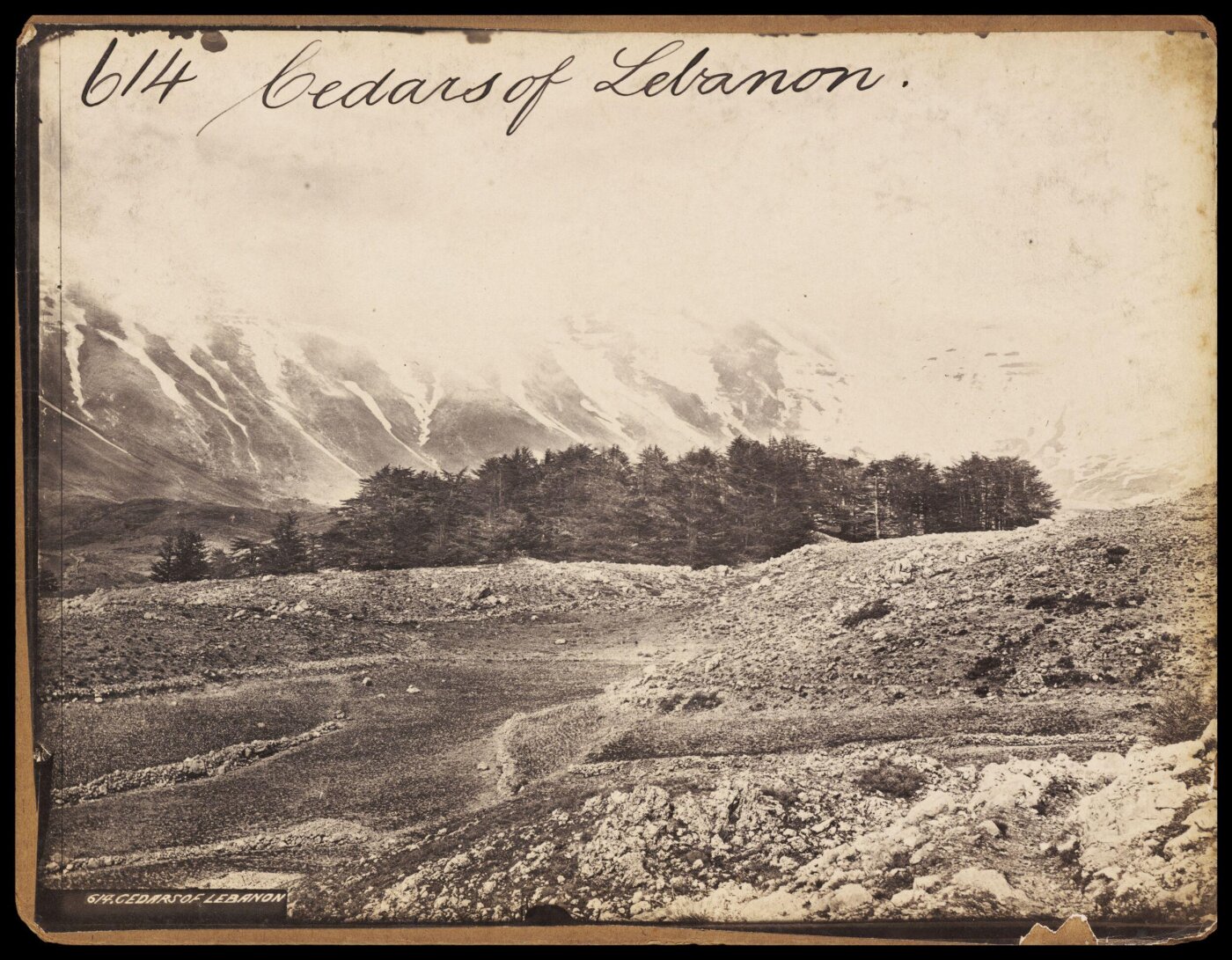 Francis Frith, Cedars of Lebanon