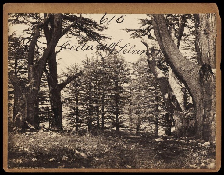 Cedars of Lebanon top image
