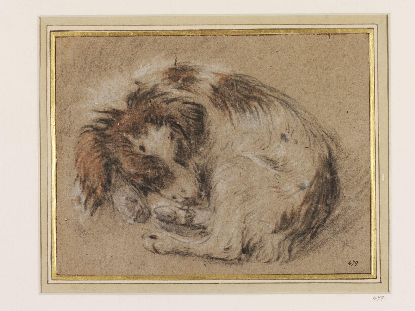 Cornelis Saftleven, Study of a sleeping spaniel