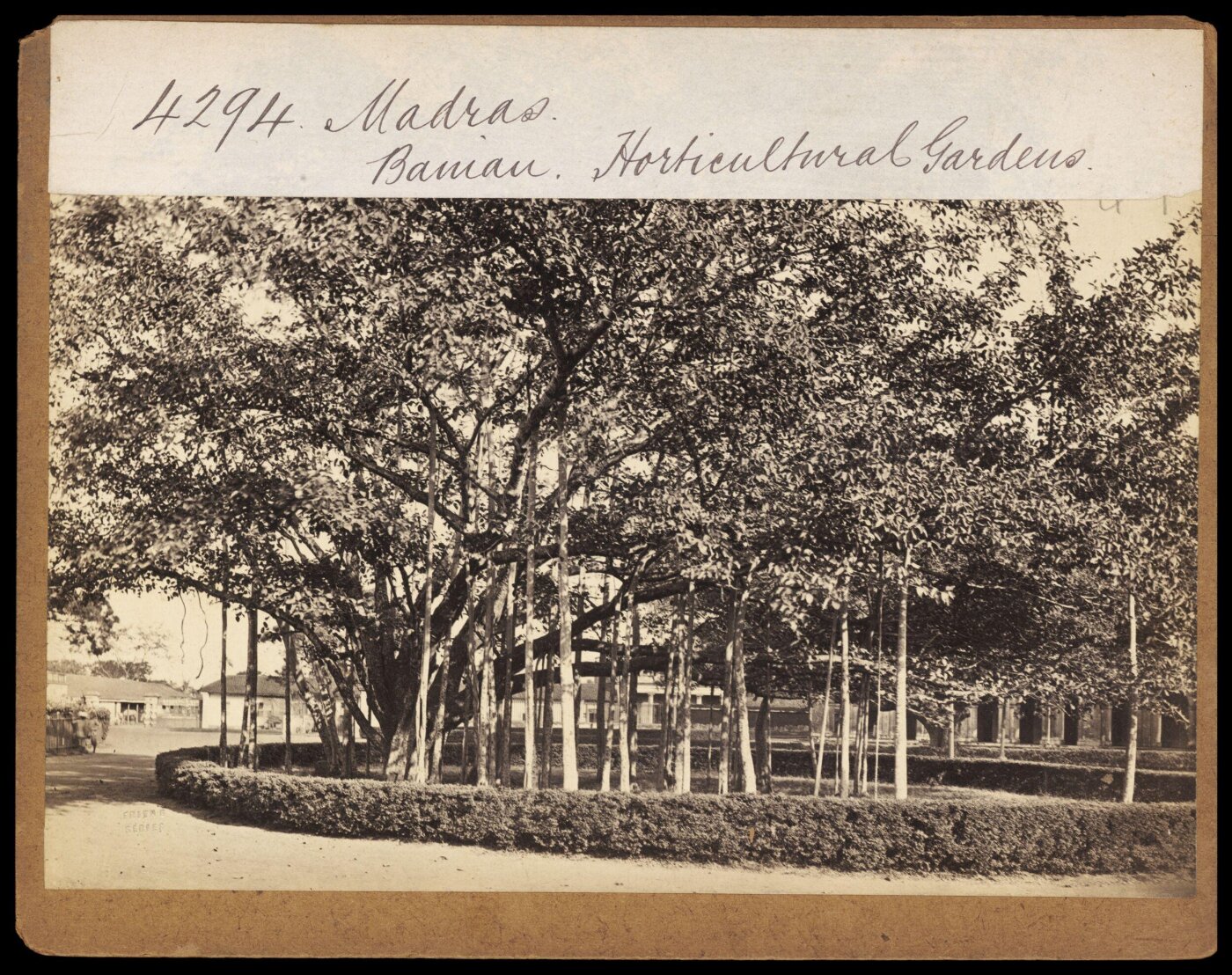 Francis Frith, Madras. Banian. Horticultural Gardens