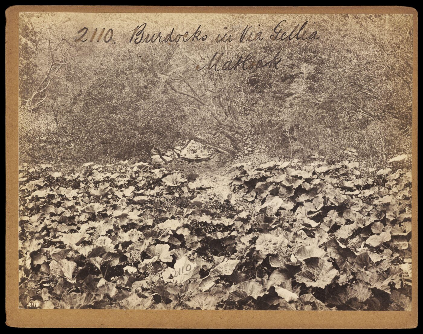 Francis Frith, Burdocks in Via Gellia.  Matlock