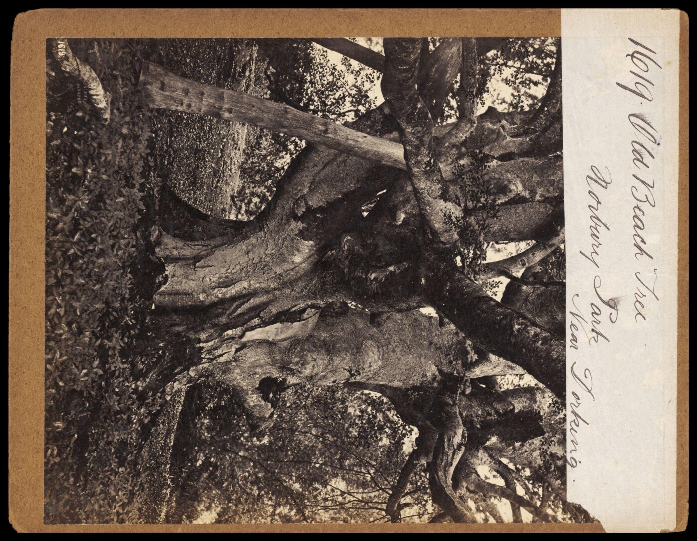 Francis Frith, Old Beach Tree. Norbury Park.  Near Dorking