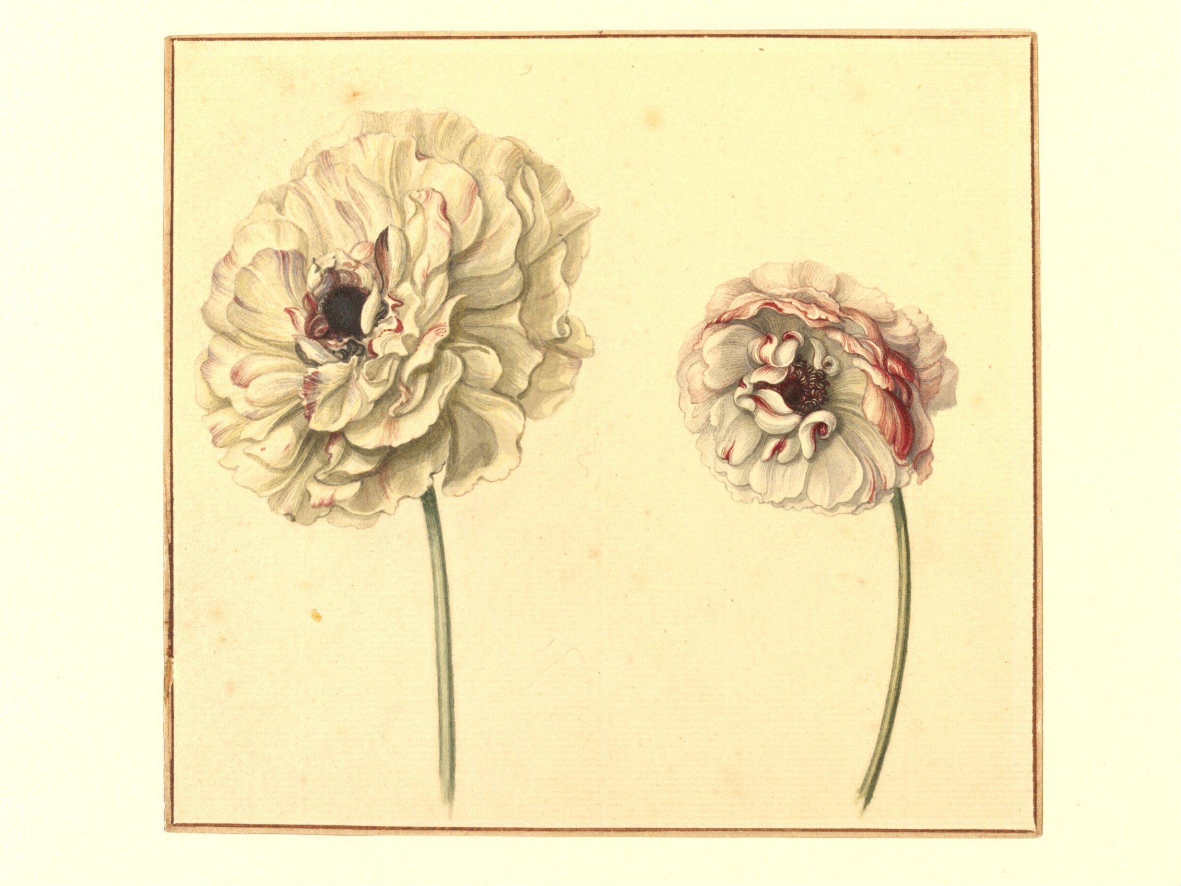 Two Persian Buttercups (<i>Ranunculus asiaticus</i>), late 18th century - early 19th century