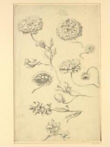 Studies of Chrysanthemums (Chrysanthemum x morifolium), Stocks (Matthiola) and sSweet Pea Blossoms (Lathyrus odoratus) thumbnail 1