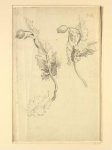 Studies of Two Sprigs of Opium Poppies (Papaver somniferum) thumbnail 1