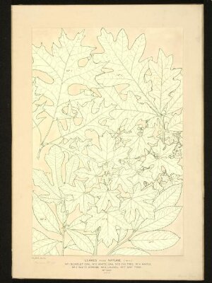 The Grammar of Ornament, Owen Jones, c. 1855–6