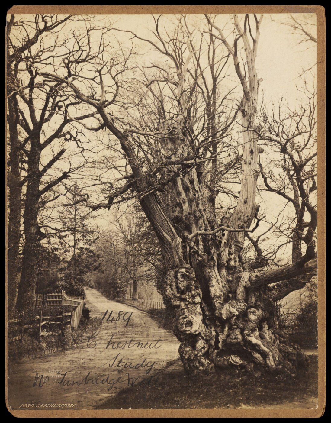 Francis Frith, Photograph