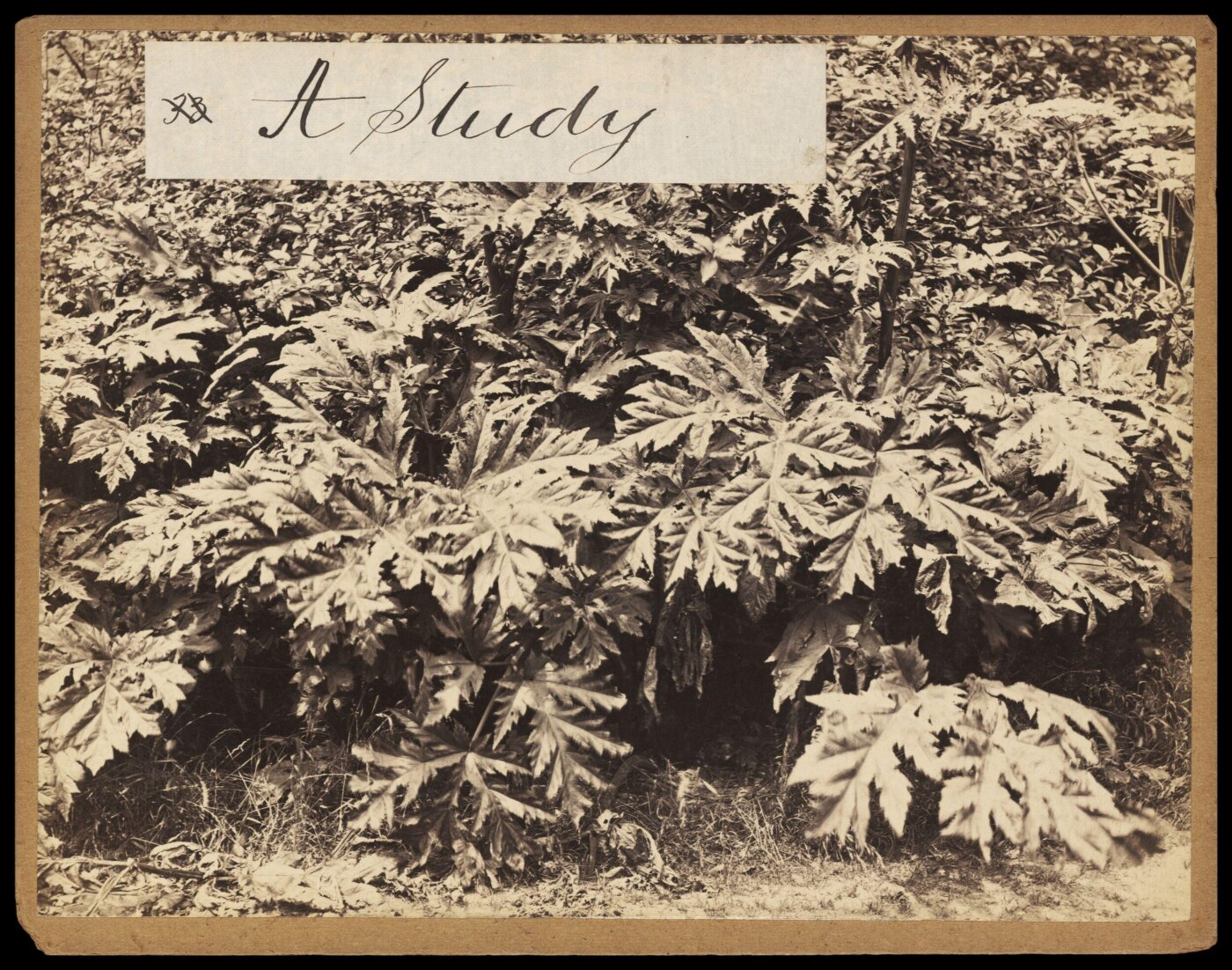 Francis Frith, Photograph