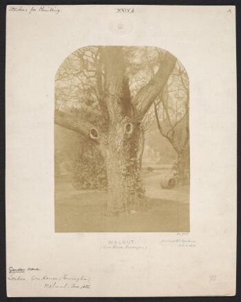 Walnut Tree (Gore House, Kensington)