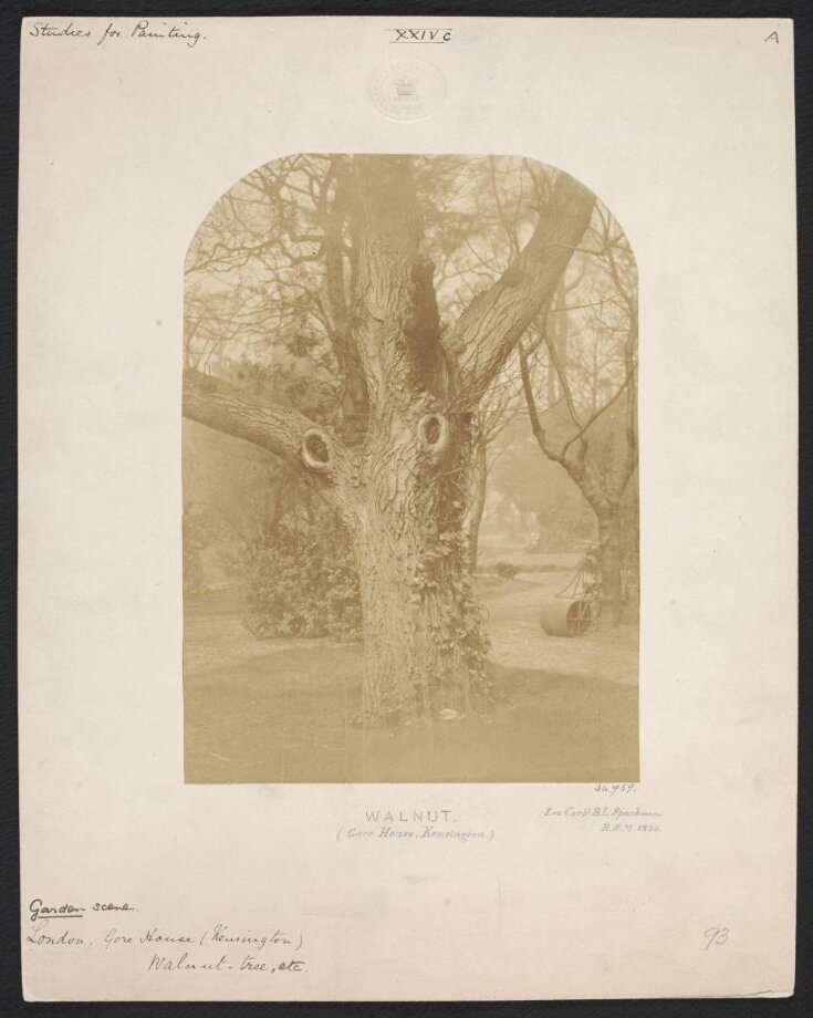 Walnut Tree (Gore House, Kensington) top image