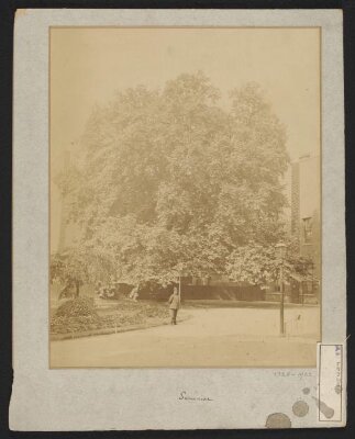 South Kensington Museum gardens in summer, looking west with Library range on right