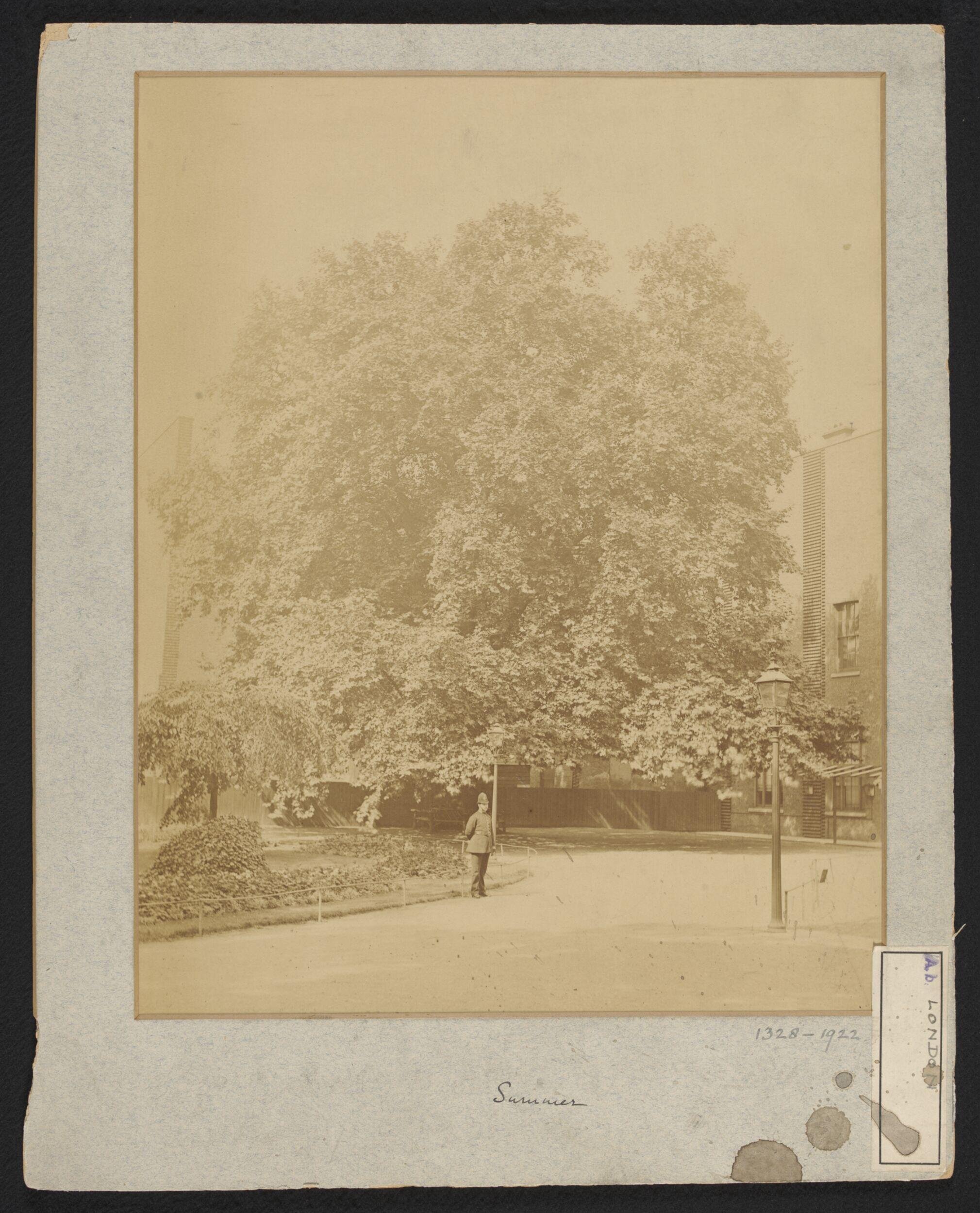 South Kensington Museum gardens in summer, looking west with Library range on right