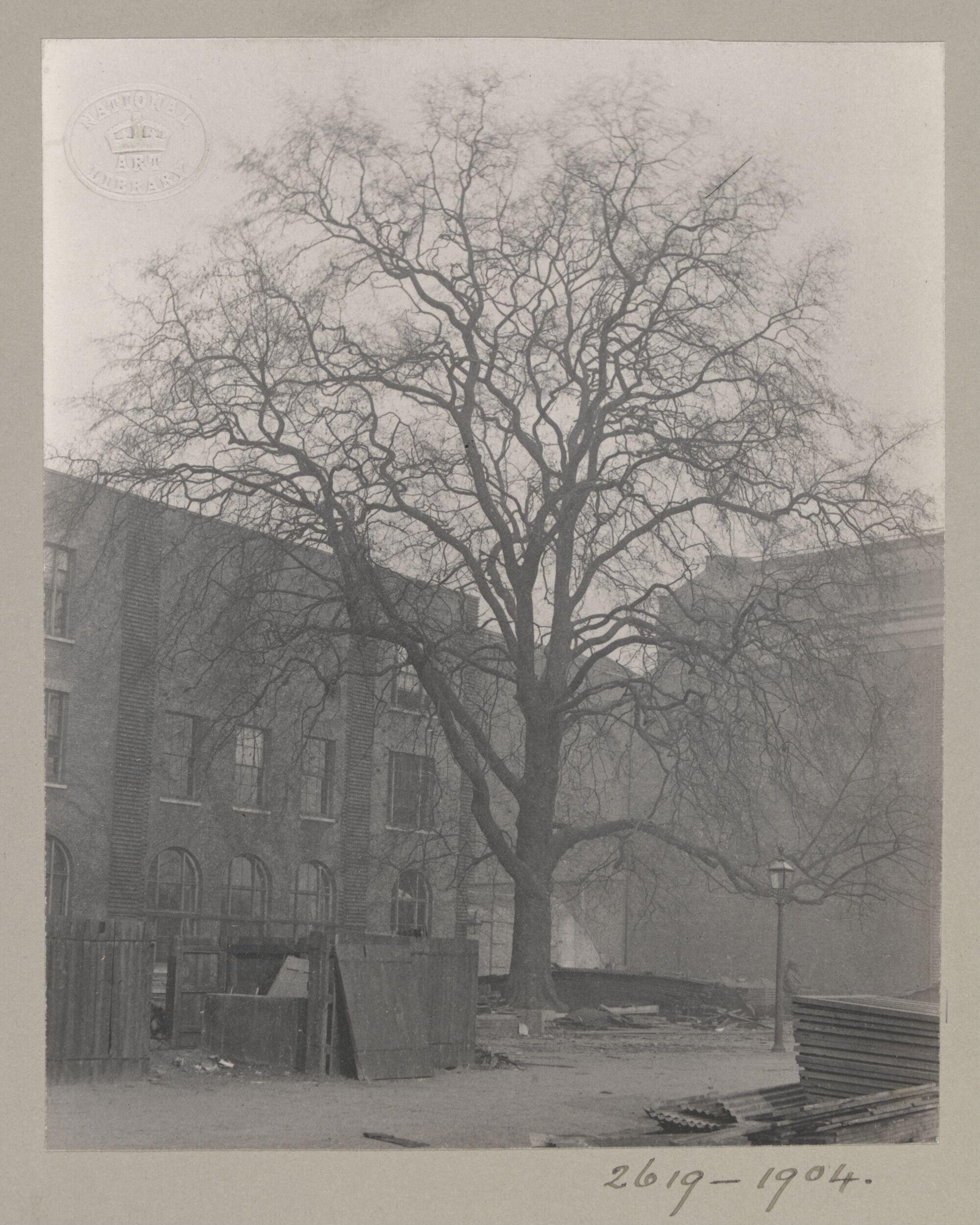South Kensington Museum, Entrance, Cromwell Road, exterior of south side of the Library, showing the great plane tree and construction in progress, cast courts in background