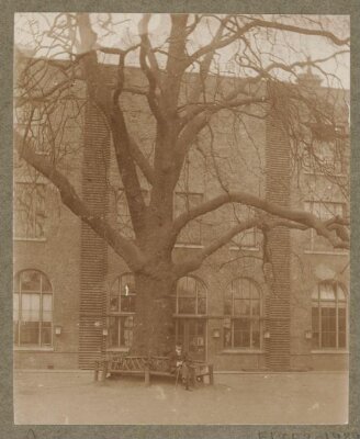 Exterior of south side of the Library showing the great plane tree (site of Gallery 43)