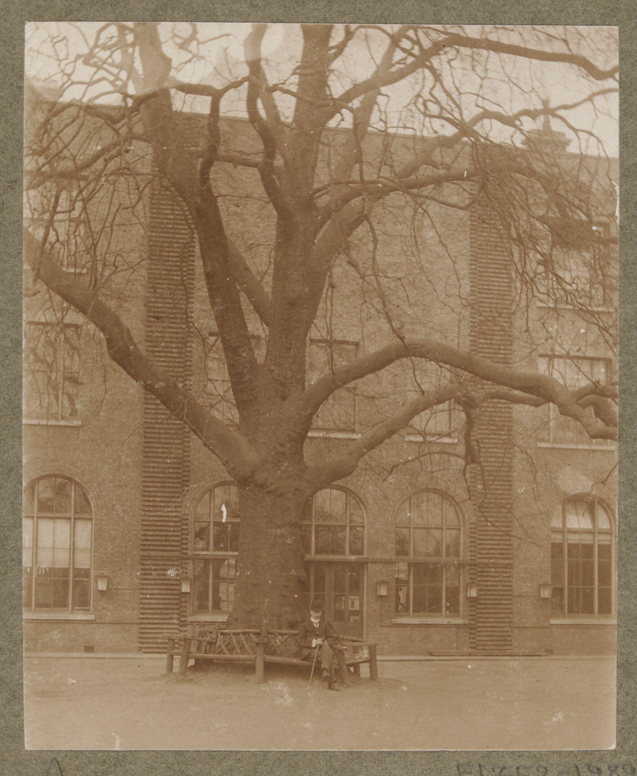 Exterior of south side of the Library showing the great plane tree (site of Gallery 43)