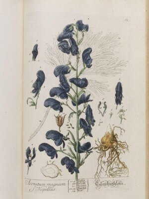 Herbarium Blackwellianum emendatum et auctum