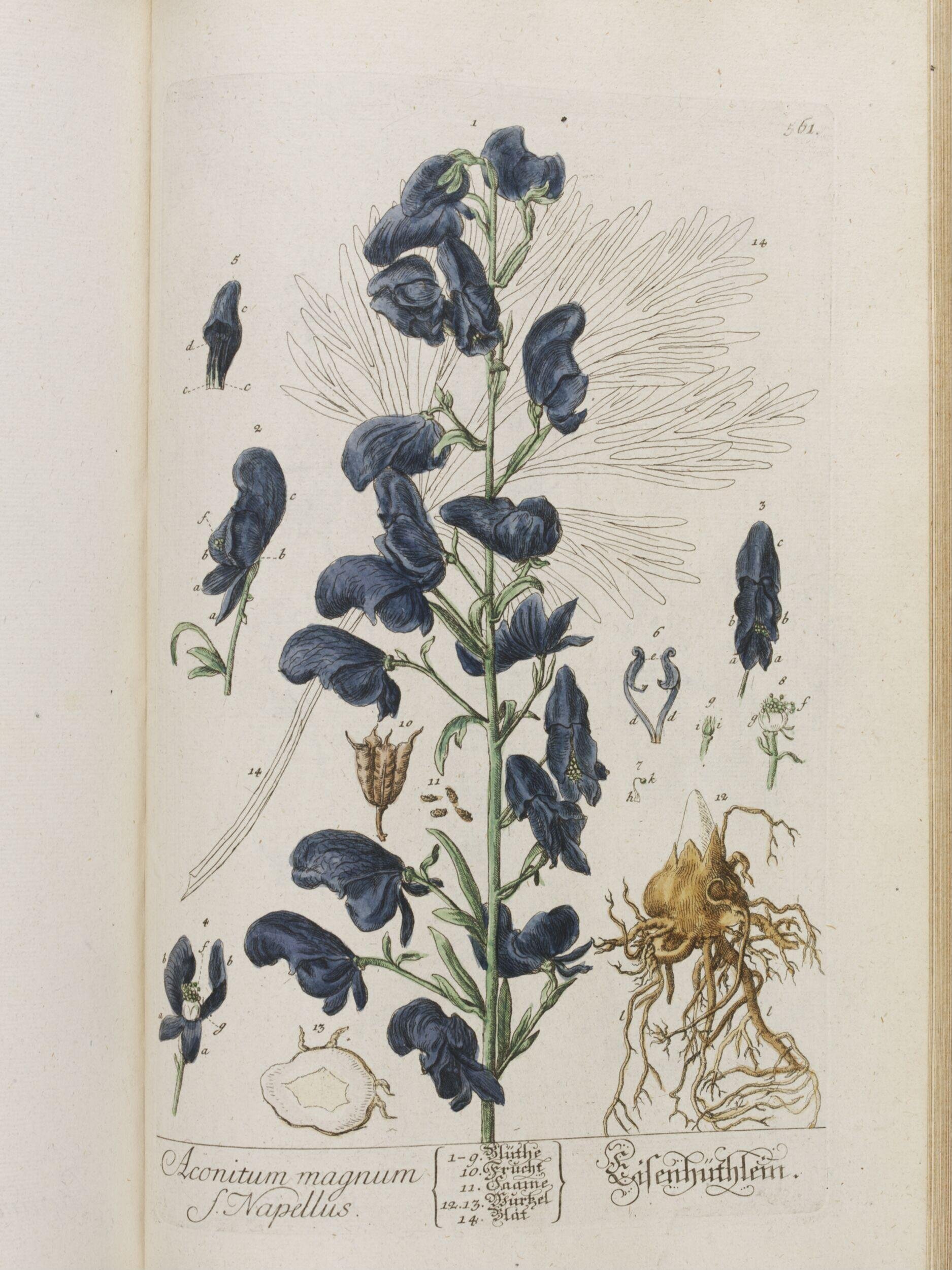 Herbarium Blackwellianum emendatum et auctum
