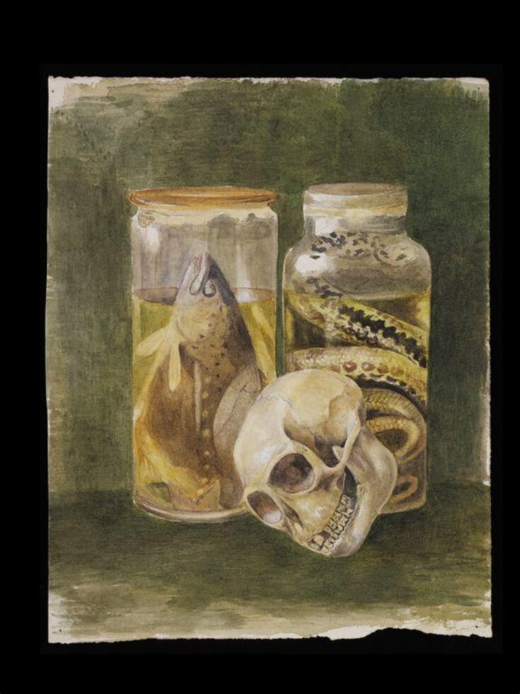 Still life study of a pickled fish and snake with a human skull top image