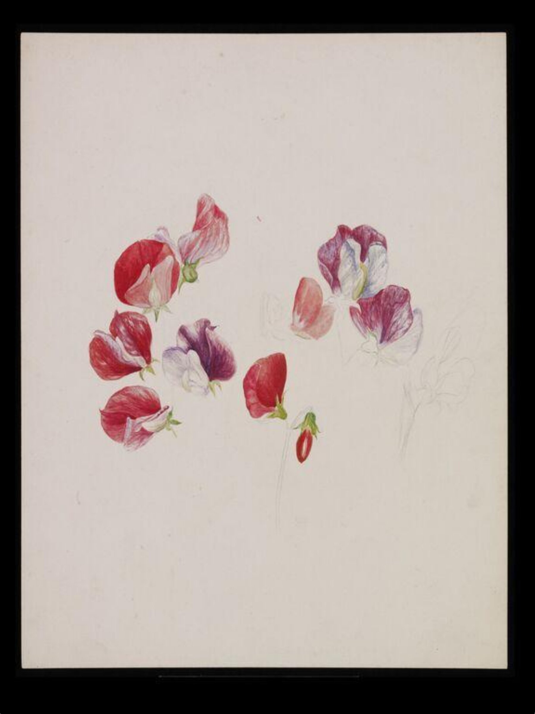 Unfinished drawing of sweet pea blossoms, Bertram Potter, August 1888