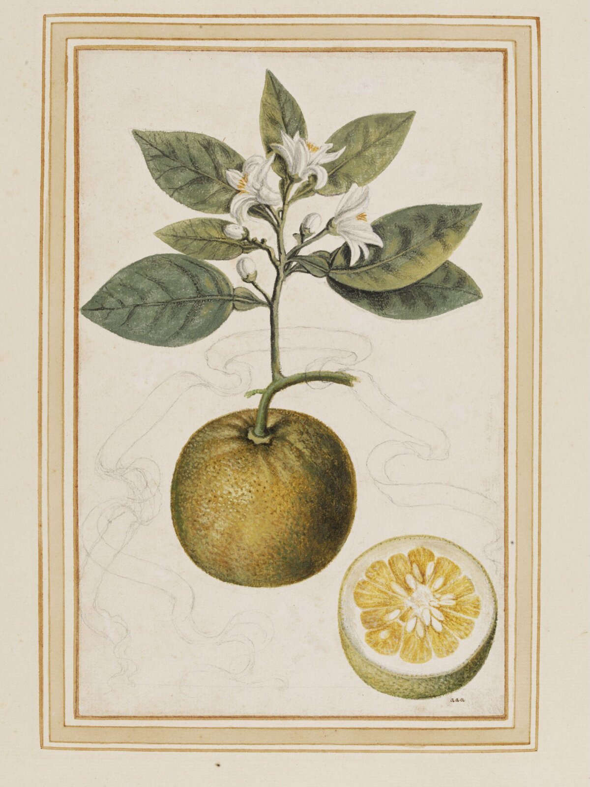 Sour orange, Vincenzo Leonardi, ок. 1640