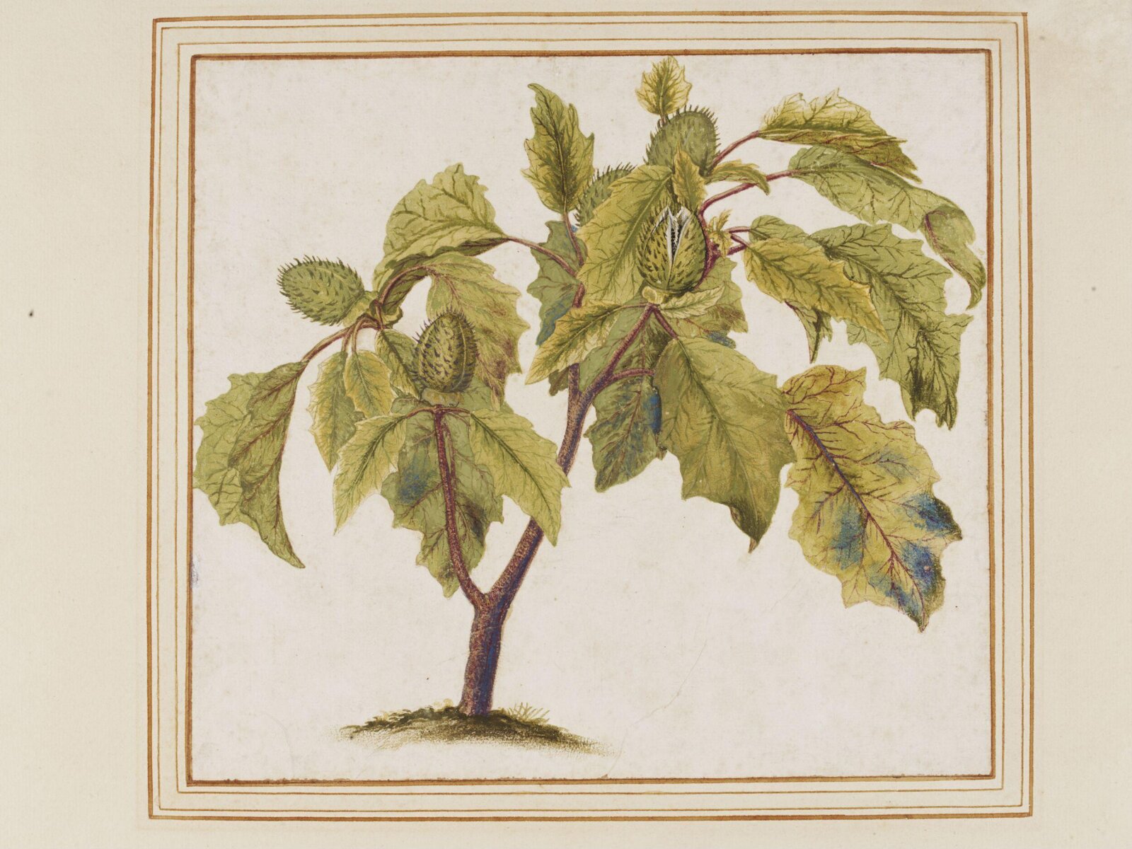 Thorn apple, ca. 1622-1623