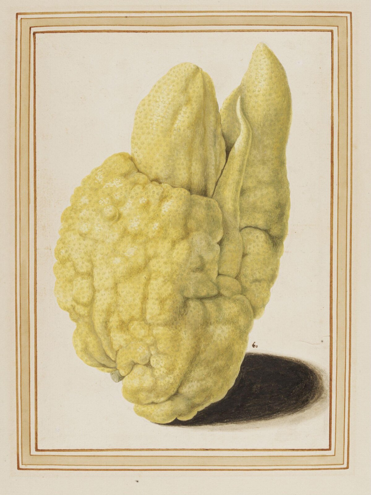 Citron, Vincenzo Leonardi, ca. 1640