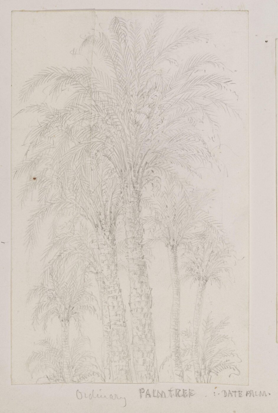 Spiers, Richard Phené, Drawing