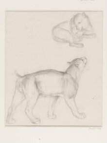 A Puma(?) and an Unidentified Animal thumbnail 1