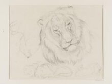 The Head of a Lion and Other Studies thumbnail 1