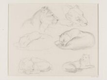 Six Studies of a Lion and a Puma(?) thumbnail 1
