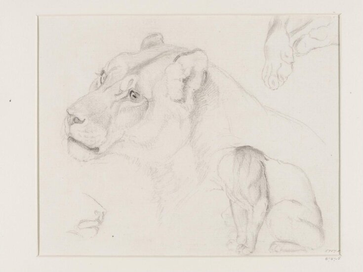 Head and Other Studies of a Lion top image