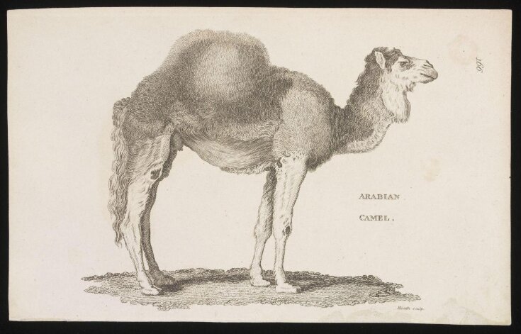 Arabian Camel. top image