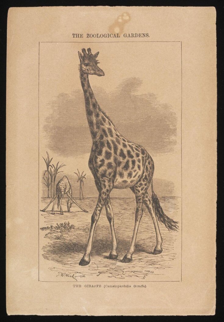 Giraffa camelopardalis (girafe)