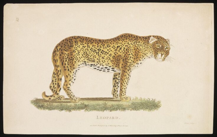 Leopard top image