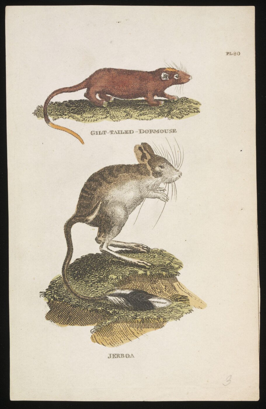 Unknown, Gilt-Tailed Dormouse