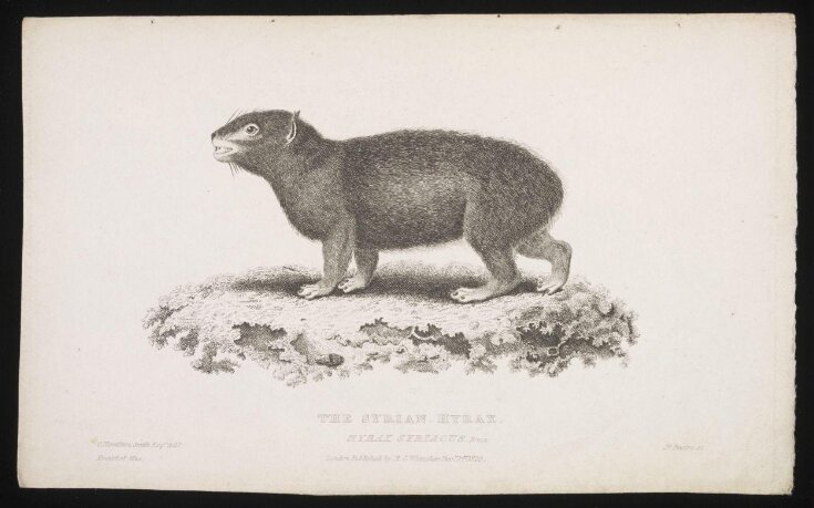 The Syrian Hyrax. top image