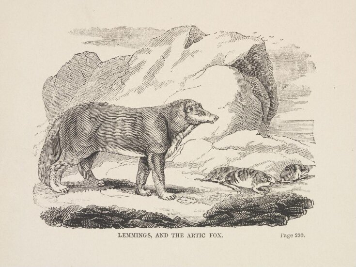 Lemmings, and the Arctic Fox | Unknown | V&A Explore The Collections