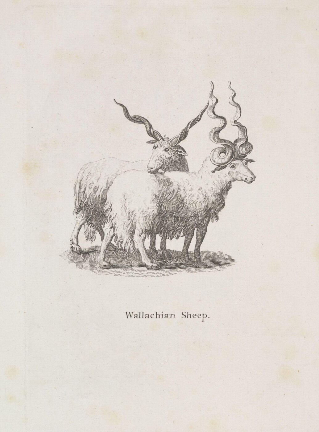 Unknown, Wallachian Sheep