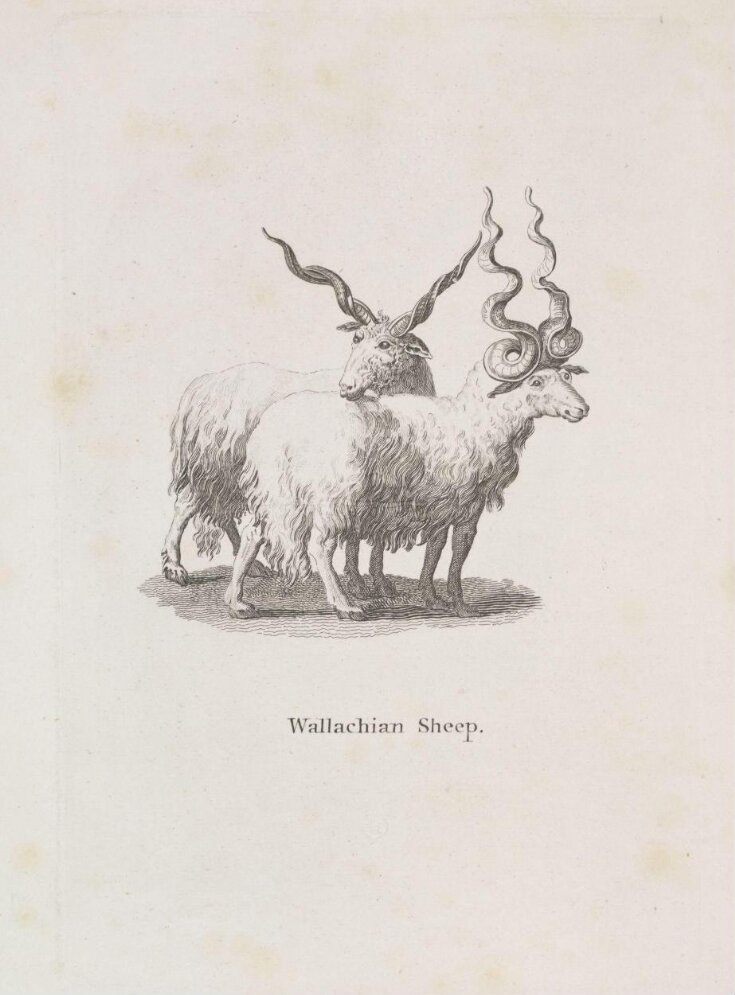 Wallachian Sheep top image